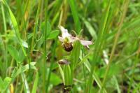 Ophrys apifera