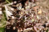 Sedum rubens