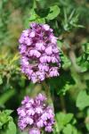 Anacamptis pyramidalis