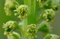 Reseda luteola