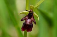 Ophrys insectifera