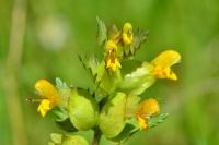 Rhinanthus minor
