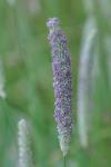 Phleum pratense
