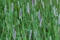 Phleum pratense
