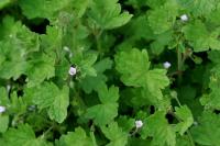 Geranium rotundifolium