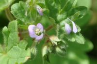 Geranium rotundifolium