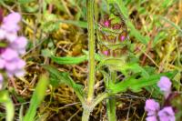 Prunella laciniata