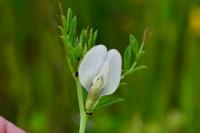 Vicia lutea
