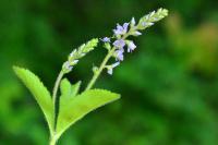 Veronica officinalis