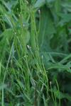 Epilobium parviflorum
