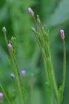 Epilobium parviflorum