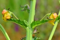 Verbascum blattaria