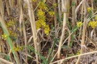 Galium verum