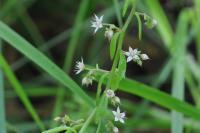 Sedum cepaea