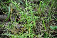 Sedum cepaea
