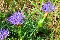 Carthamus mitissimus