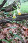 Melampyrum pratense