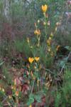 Hypericum pulchrum