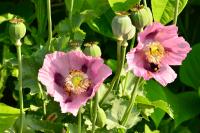 Papaver somniferum