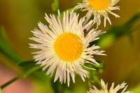 Erigeron annuus