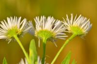 Erigeron annuus