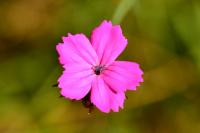 Dianthus carthusianorum