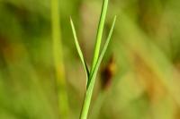 Dianthus carthusianorum