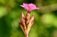 Dianthus carthusianorum