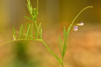 Ervum tetraspermum