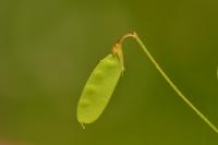 Ervum tetraspermum