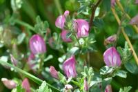 Ononis spinosa
