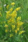 Genista tinctoria