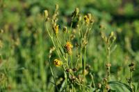 Sonchus arvensis