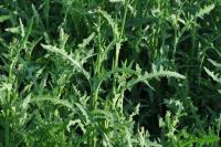 Sonchus arvensis