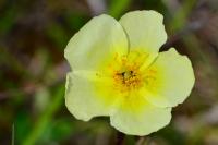 Helianthemum x sulphureum