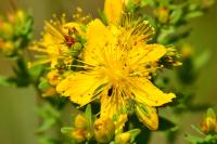 Hypericum perforatum