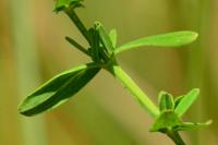 Hypericum perforatum