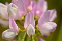 Coronilla varia