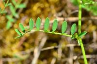 Coronilla varia