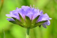 Scabiosa columbaria