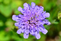Scabiosa columbaria