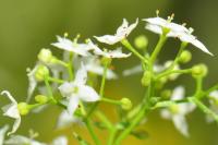 Galium mollugo