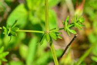 Galium mollugo