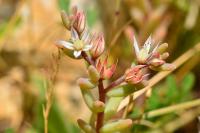 Sedum rubens