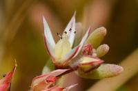 Sedum rubens