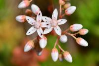 Sedum album