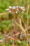 Sedum album