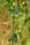 Blackstonia perfoliata