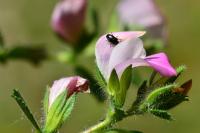 Ononis spinosa