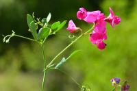 Lathyrus tuberosus